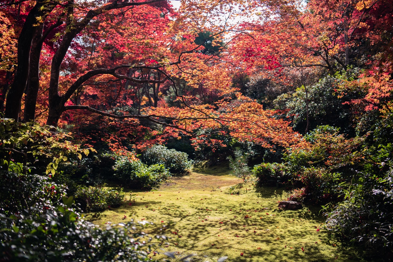 Mannelijkheid chaos Klem Met deze 5 tips creëer je een prachtige Japanse tuin - Woonlust.nl